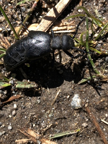 Meloe bitoricollis