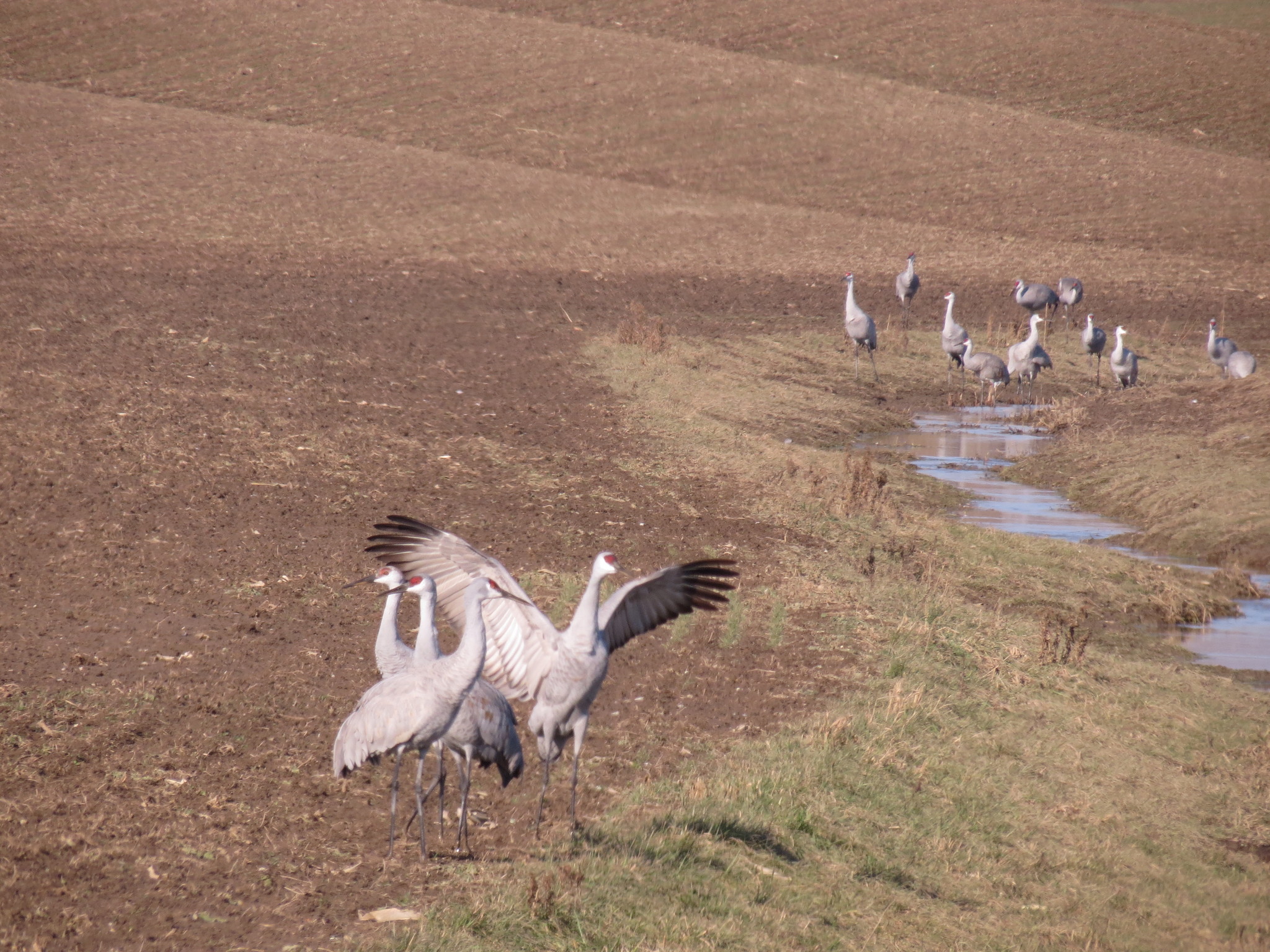 Sandhill Crane