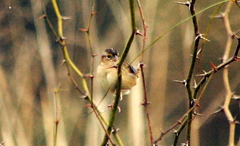 Ammodramus humeralis