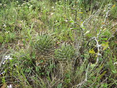 Coryphantha octacantha