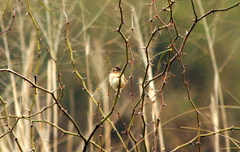 Ammodramus humeralis