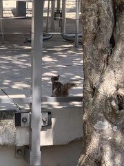 Sciurus carolinensis