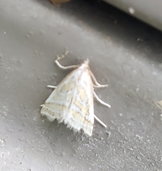 Leptosteges parthenialis