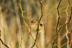 Ammodramus humeralis