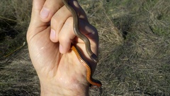 Diadophis punctatus modestus