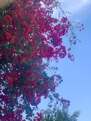 Bougainvillea