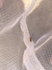 Ephemerella dorothea infrequens
