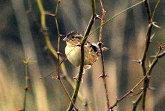 Ammodramus humeralis