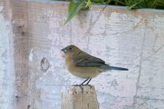 Passerina versicolor