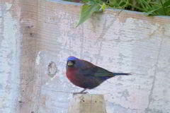 Passerina versicolor