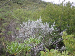 Leucophyllum ambiguum