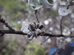 Leucophyllum ambiguum