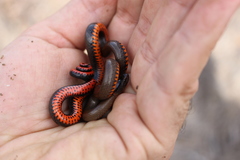Diadophis punctatus modestus