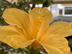 Hibiscus