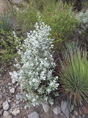 Leucophyllum ambiguum