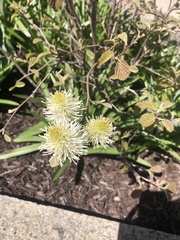 Fothergilla gardenii