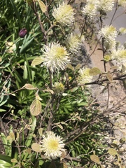 Fothergilla gardenii