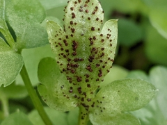 Puccinia adoxae