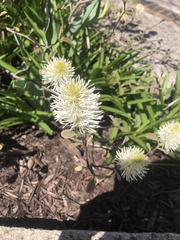 Fothergilla gardenii