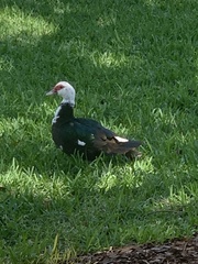 Cairina moschata domestica