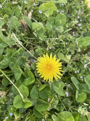 Taraxacum officinale