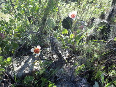 Calochortus ghiesbreghtii