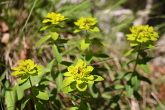 Euphorbia austriaca