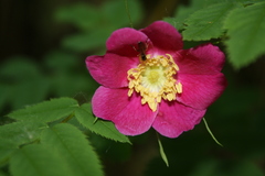 Rosa pendulina