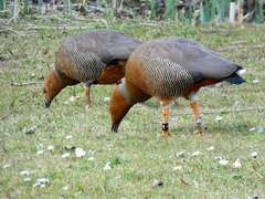 Chloephaga rubidiceps