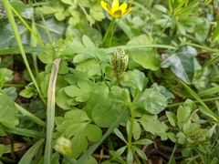 Puccinia adoxae