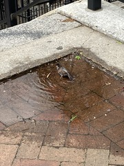 Passer domesticus