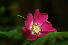 Rosa pendulina
