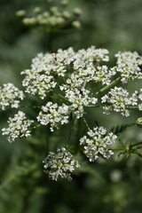 Chaerophyllum hirsutum