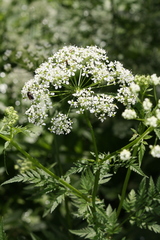 Chaerophyllum hirsutum