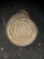 Daedalochila dorfeuilliana