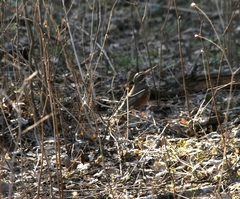 Turdus iliacus