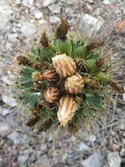 Coryphantha octacantha