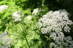 Chaerophyllum hirsutum