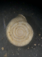 Daedalochila dorfeuilliana
