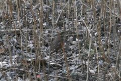 Turdus iliacus