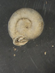 Daedalochila dorfeuilliana