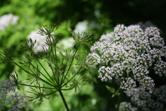 Chaerophyllum hirsutum