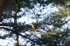 Turdus iliacus