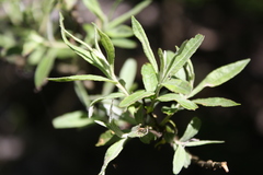Salix eleagnos
