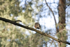 Turdus iliacus