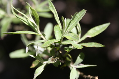 Salix eleagnos