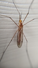 Nephrotoma suturalis