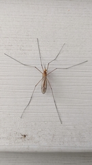 Nephrotoma suturalis