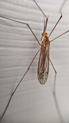 Nephrotoma suturalis