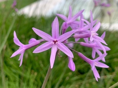 Tulbaghia violacea